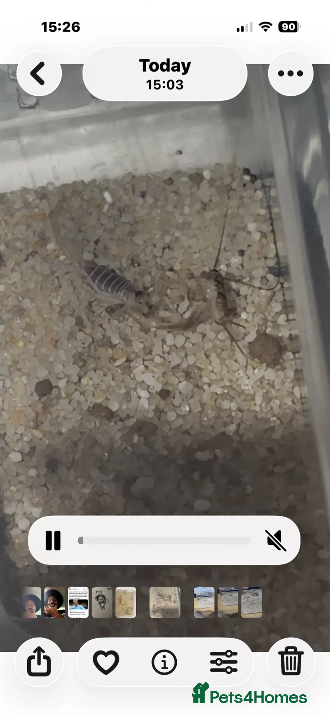 Scorpions invertebrates for sale: Captive-Bred Dune Scorpion Slings  - Advert 2