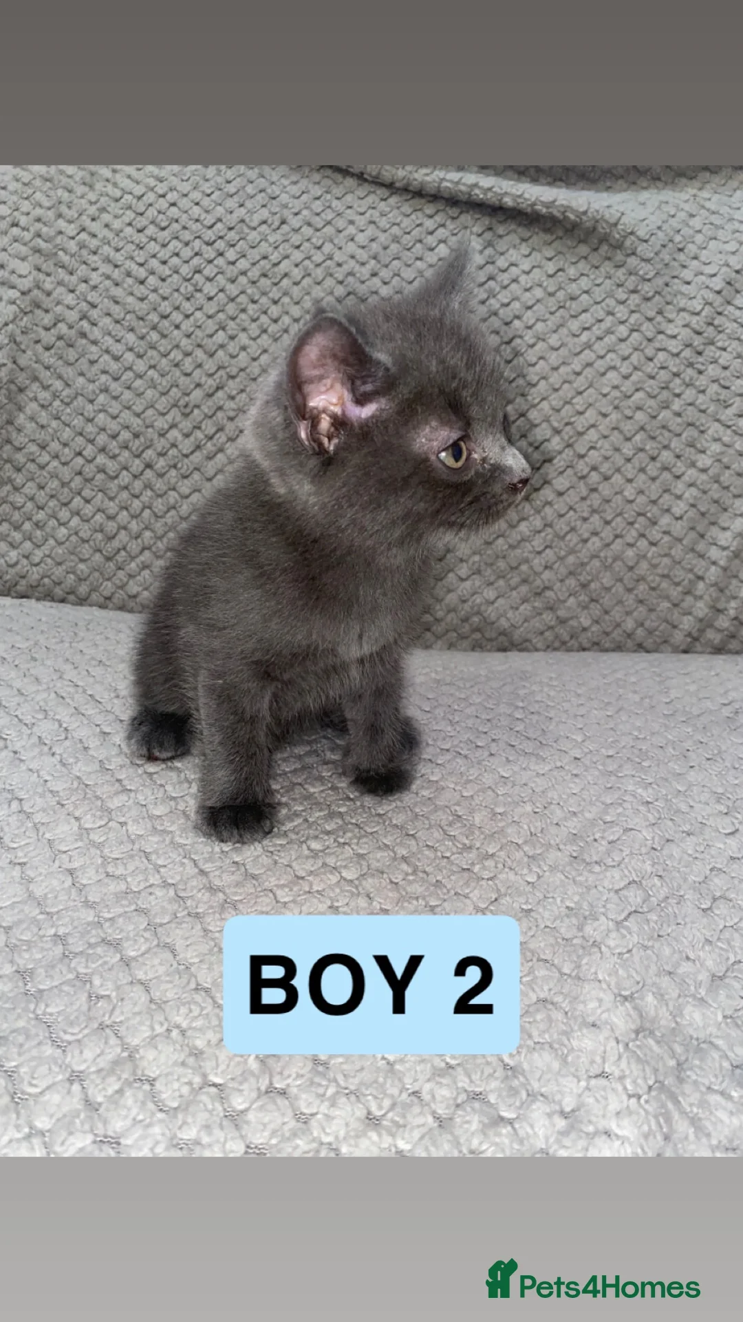 Mixed Breed cats for sale: Three mixed/part ragdoll kittens - Advert 7