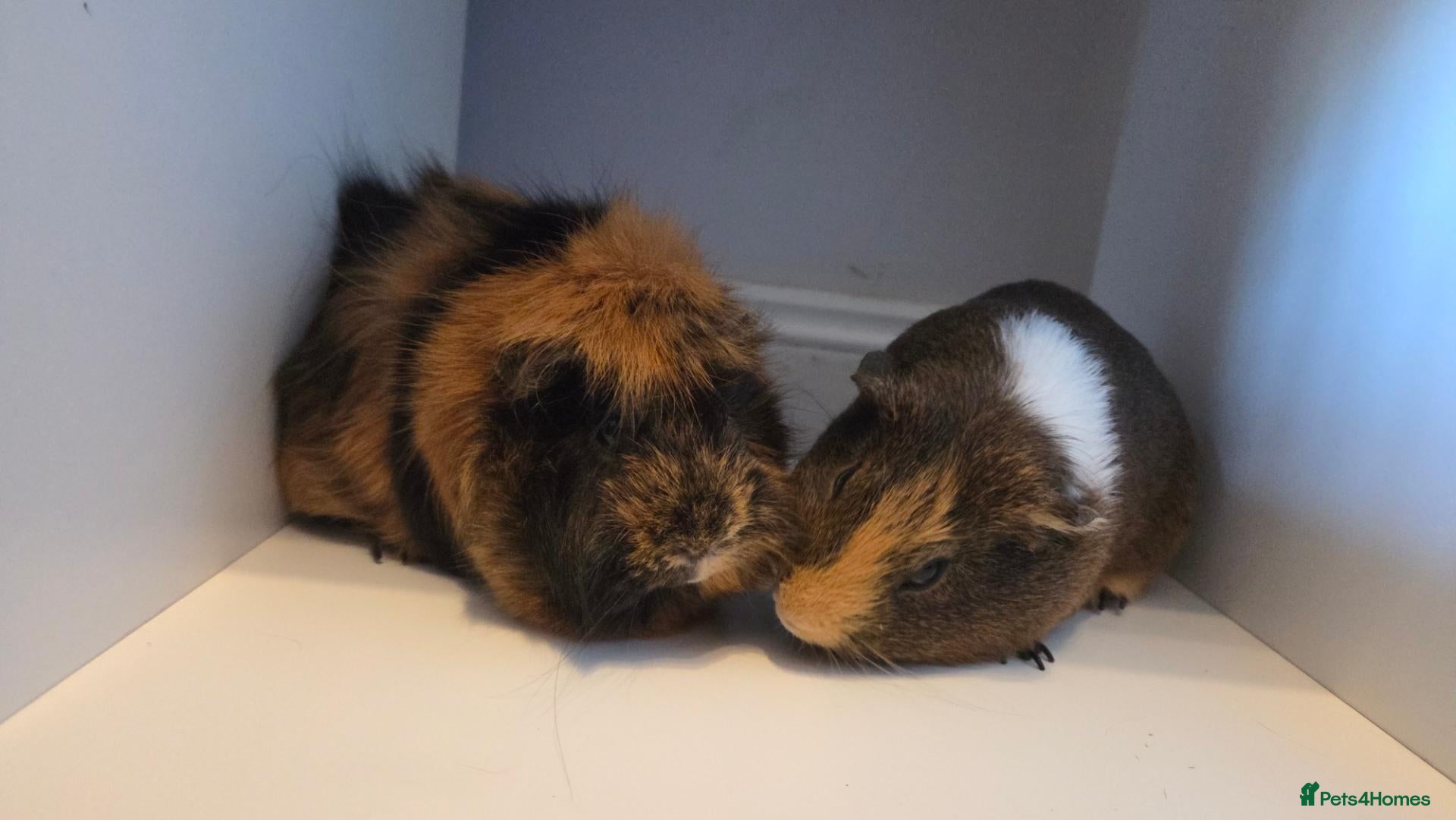 Guinea Pig rodents 2x Guinea pigs  - Advert 1