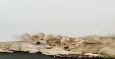 Saarloos Wolfdog dogs - Advert 2