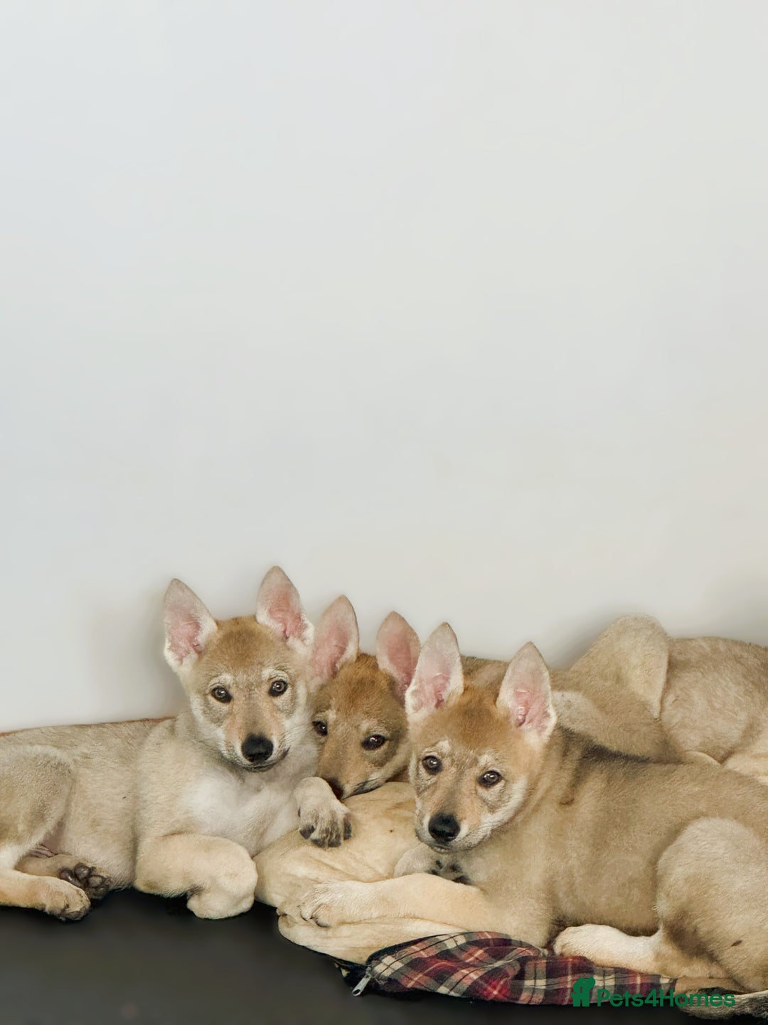 Saarloos Wolfdog dogs for sale: Rare Wolfdog Pups - Socialised & Highly Trainable - Image 7