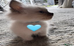 Ragdoll cats for sale: 6 blue point ragdolls for sale 5 boys 1 girl  - Image 10