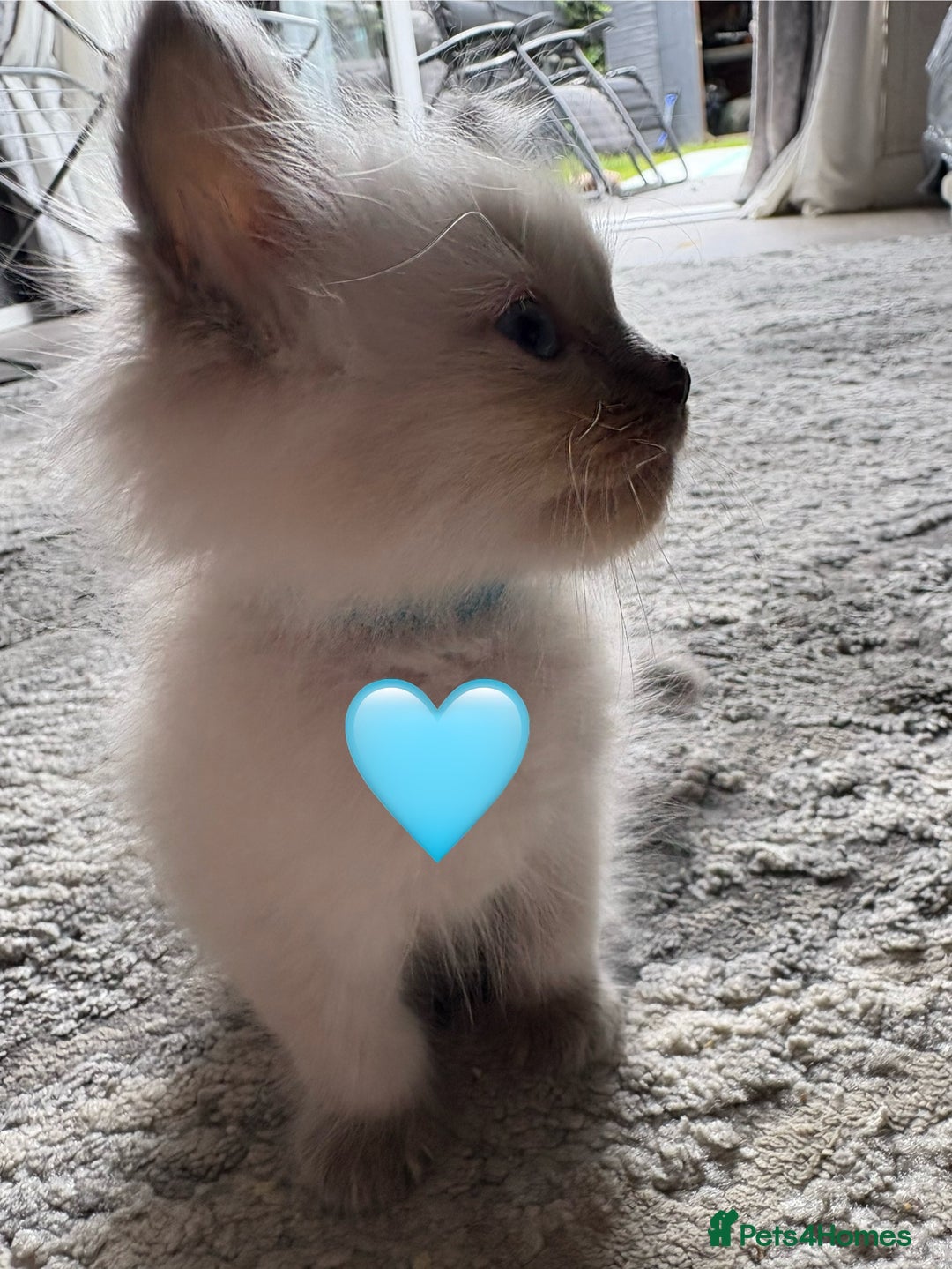 Ragdoll cats for sale: 6 blue point ragdolls for sale 5 boys 1 girl  - Image 10