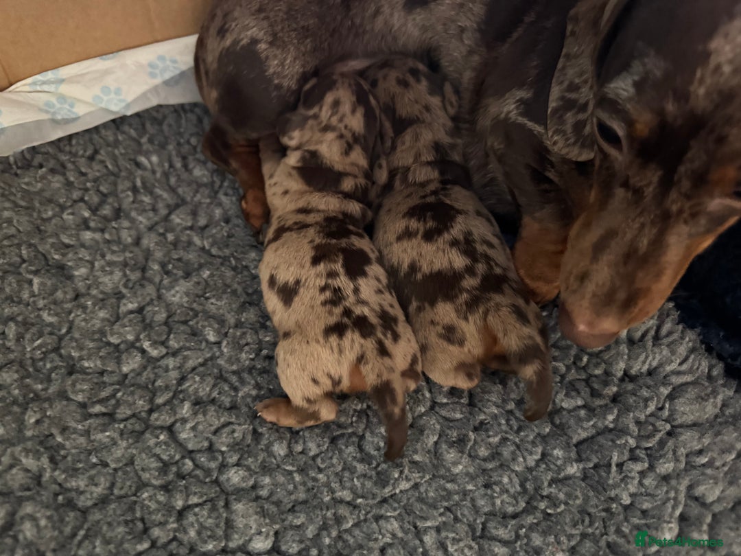 Miniature Dachshund dogs for sale: KC Chocolate Dapple Dachshund puppies - Advert 4