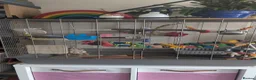 Budgerigars birds for sale: Beautiful male budgie for sale  - Advert 3