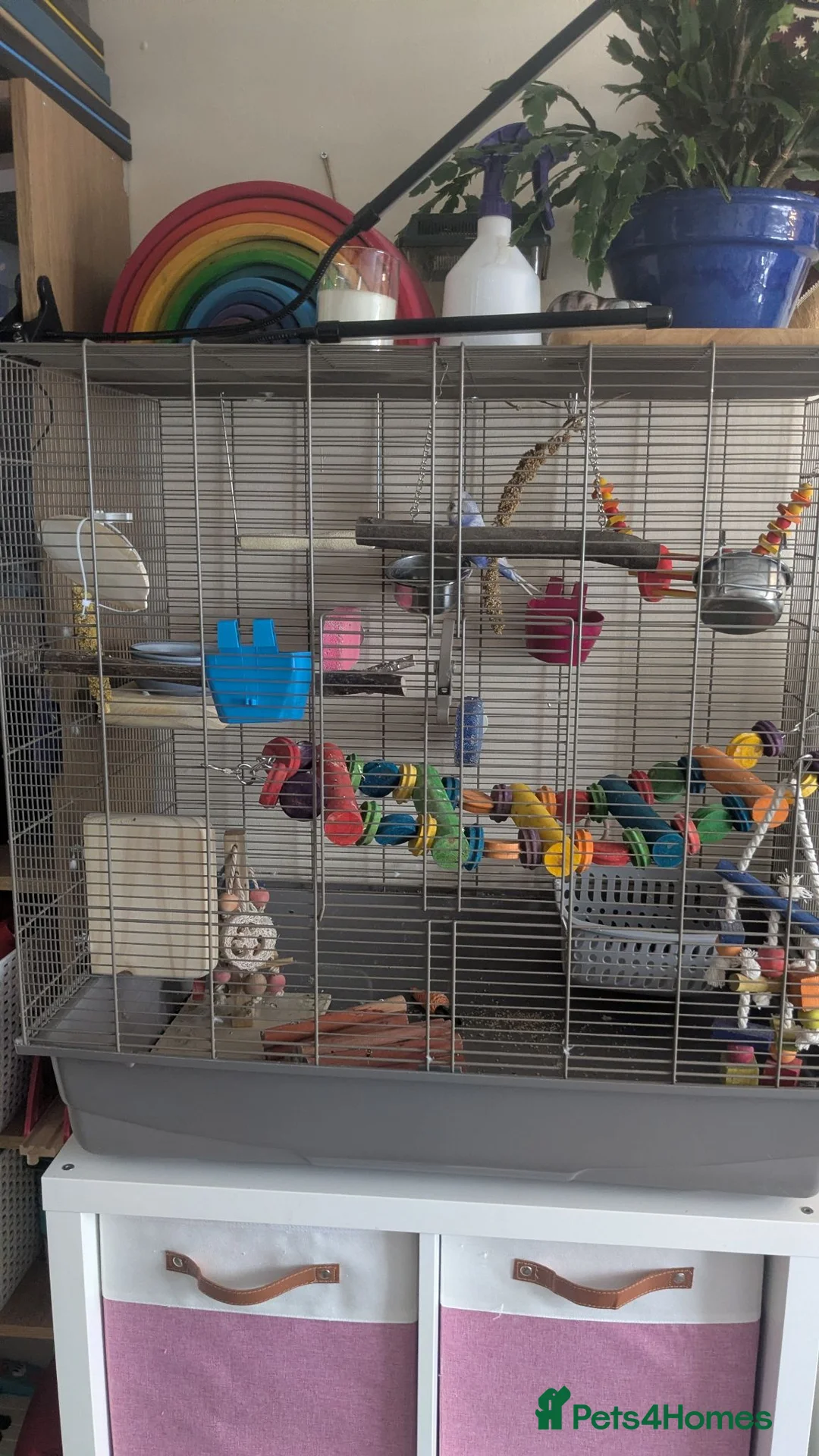Budgerigars birds for sale: Beautiful male budgie for sale  - Advert 3