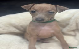 Italian Greyhound dogs for sale: Italian Greyhound Puppies  - Image 10