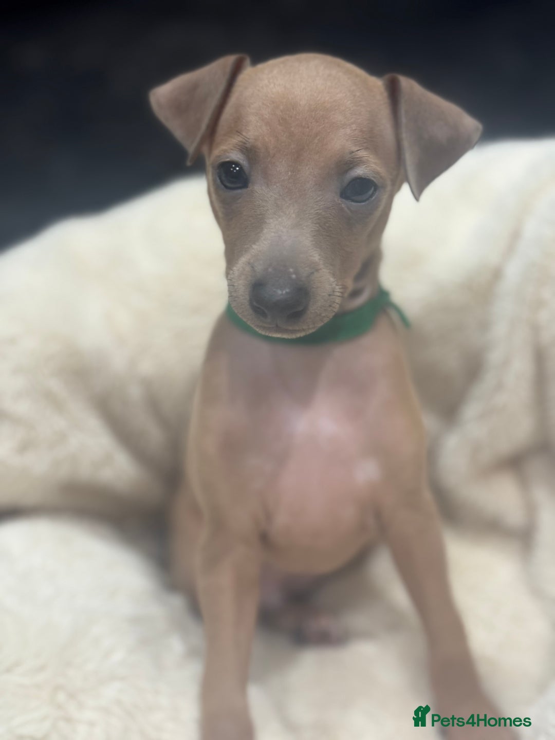 Italian Greyhound dogs for sale: Italian Greyhound Puppies  - Image 10