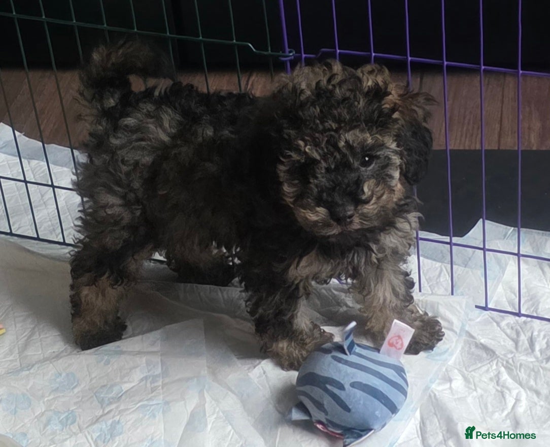 Doxiepoo dogs Beautiful toy poodle phantom rare colour 3/4 pups - Advert 11