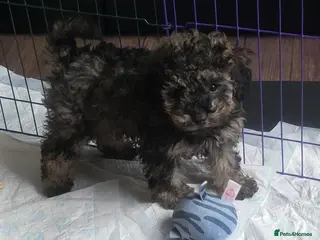 Doxiepoo dogs Beautiful toy poodle phantom rare colour 3/4 pups - Advert 11