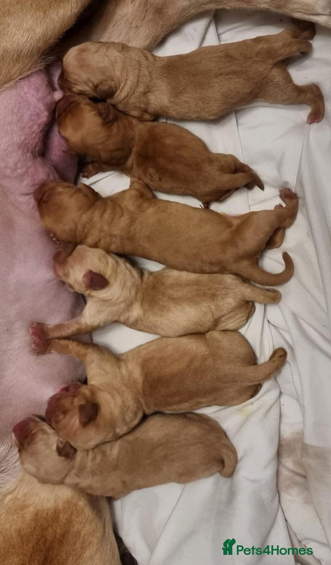Labrador Retriever dogs for sale: Beautiful Yellow & Fox Red Labrador puppies. - Advert 23
