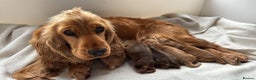 Cocker Spaniel dogs for sale: Exceptionally Beautiful Show Cockers  - Advert 4