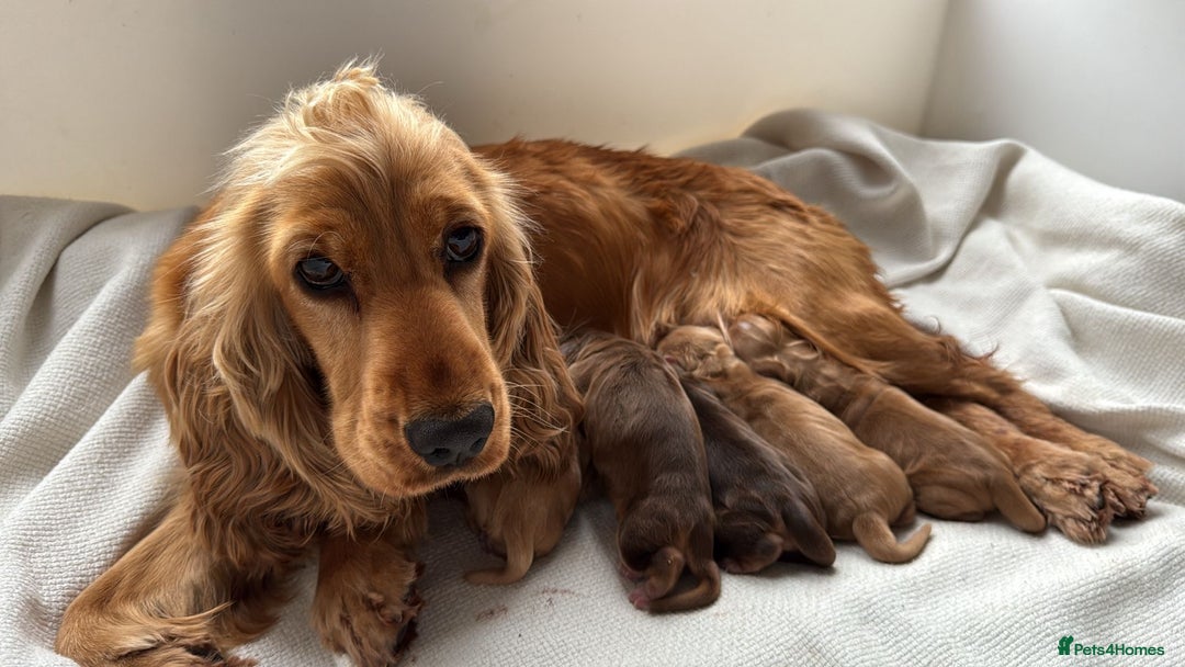 Cocker Spaniel dogs for sale: Exceptionally Beautiful Show Cockers  - Advert 4