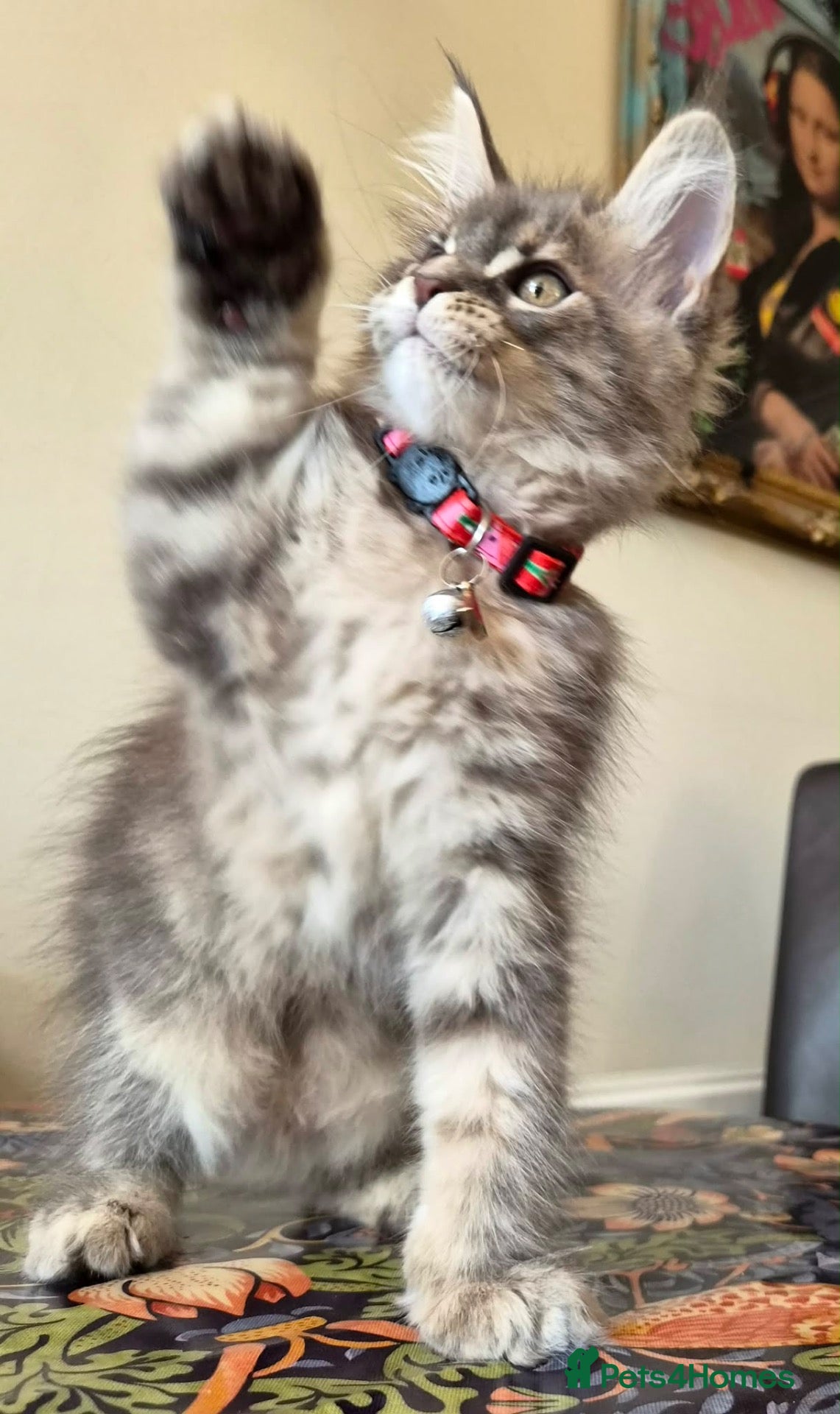 Maine Coon cats 🔥 CHAMPION RUSSIAN LINE XXL MAINE COON — EMBER 🔥 - Advert 9