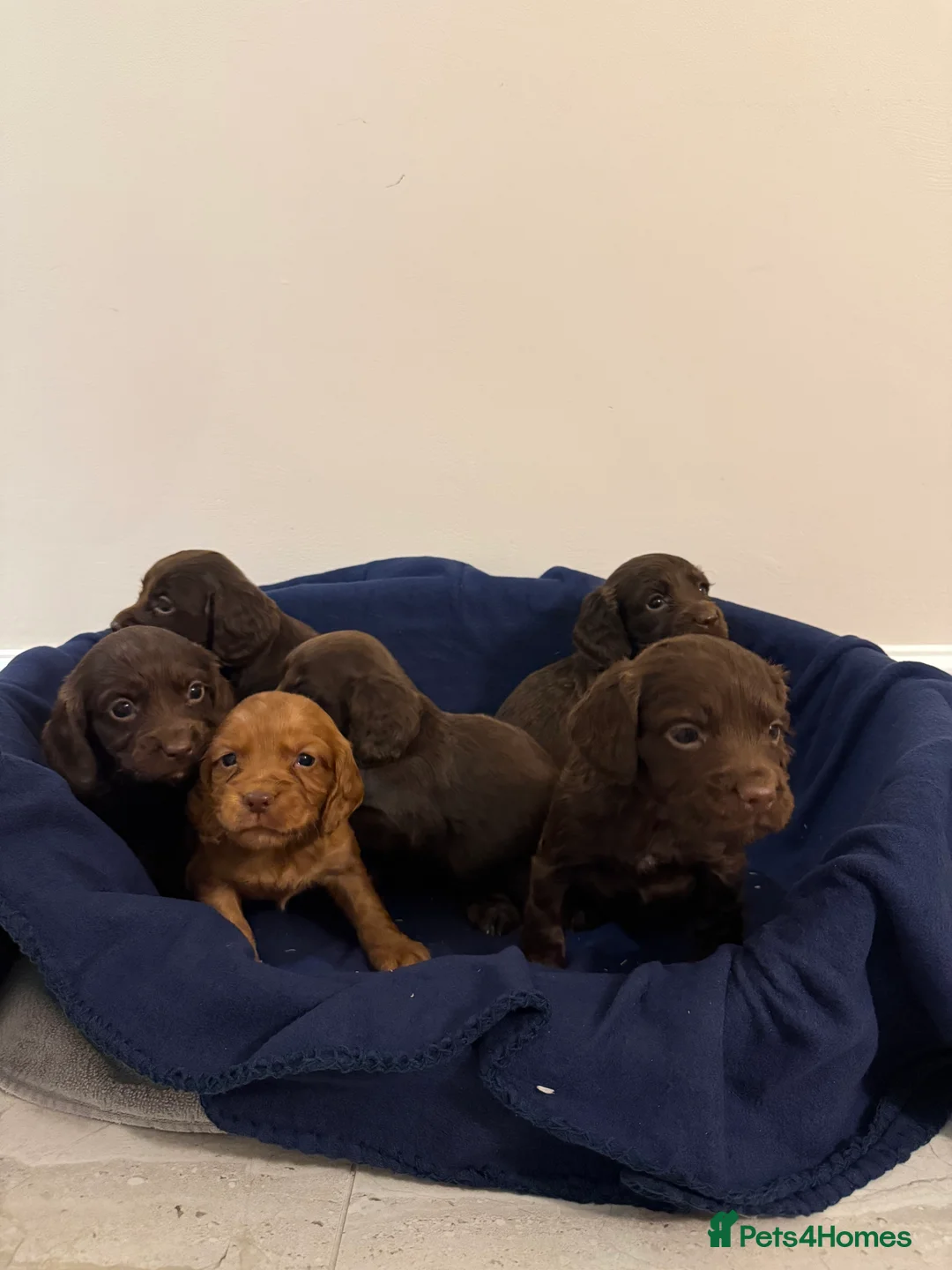 Cocker Spaniel dogs for sale: Adorable litter of 6 puppies - Advert 4
