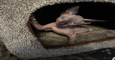 Sphynx cats - Advert 3