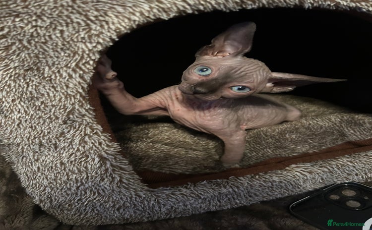 Sphynx cats - Advert 1