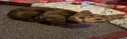 Mixed Breed cats for sale: 2yr old female cat in Nelson - Advert 2