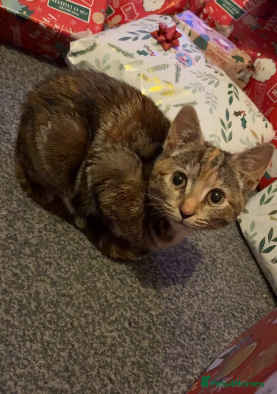 Mixed Breed cats for sale: 2yr old female cat in Nelson - Advert 2