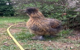Chickens poultry for sale: Silkie cockerels - Image 4