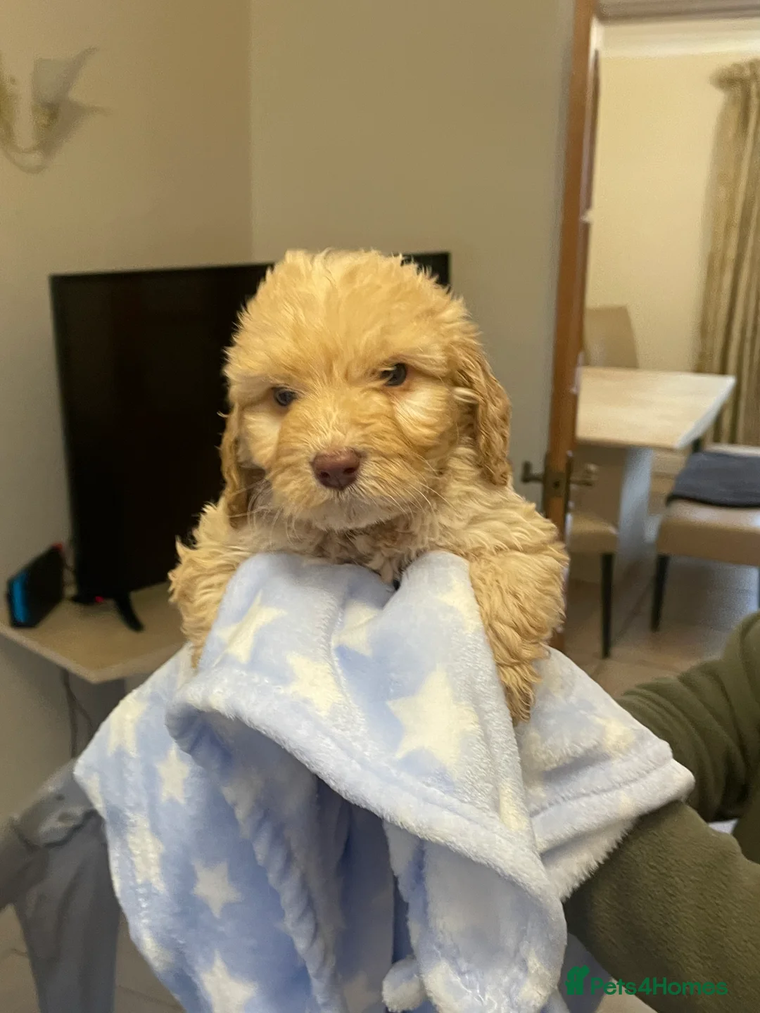 Cockapoo dogs for sale:  Cockapoo Puppies Ready for Loving Homes  - Advert 18