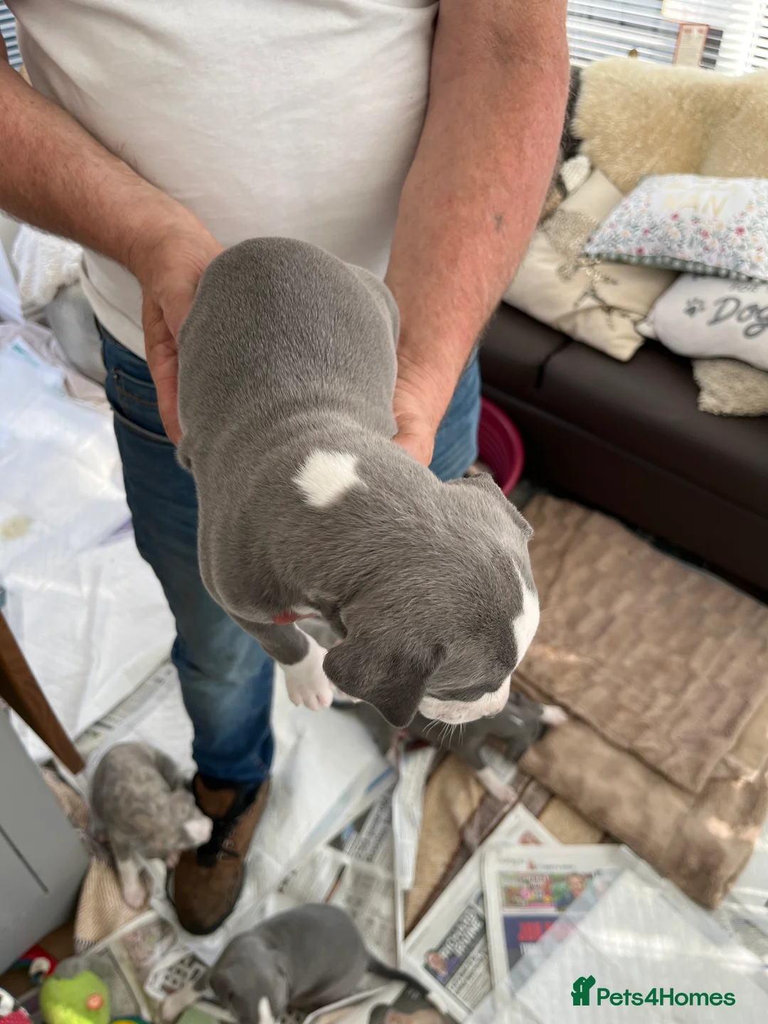 Whippet dogs for sale: Whippet puppies for sale in Hexham - Advert 2