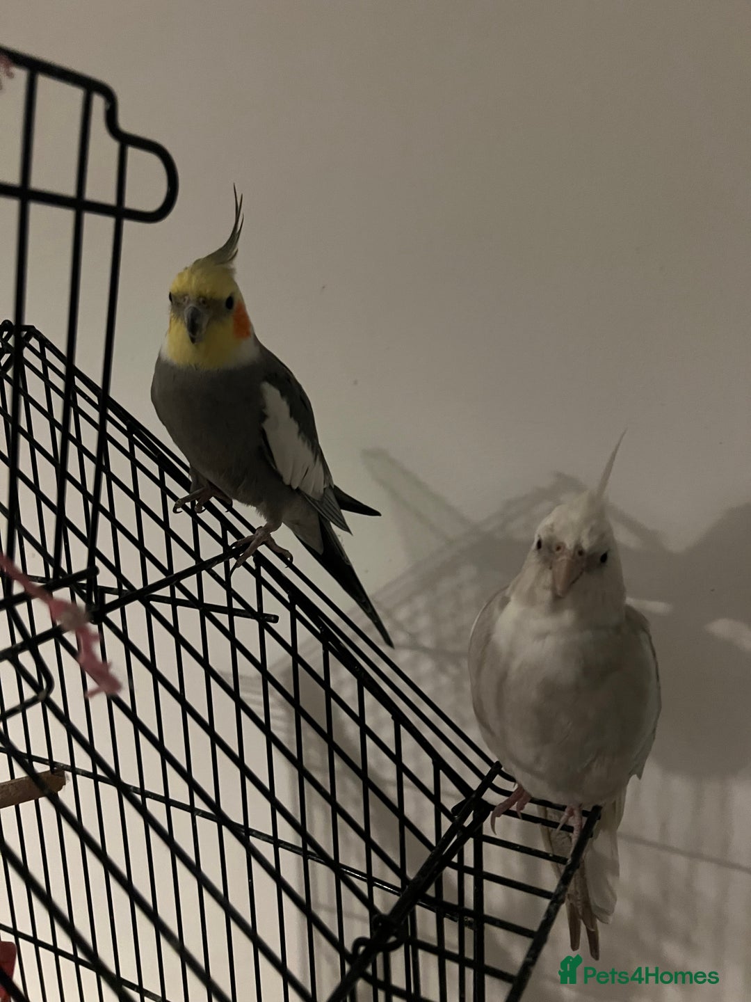 Cockatiels birds for sale: COCKATIELS FOR SALE!! - Advert 1