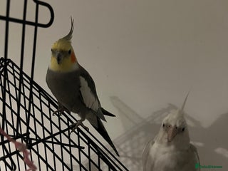 Cockatiels birds COCKATIELS FOR SALE!! - Advert 1