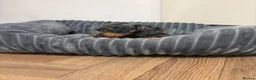 Miniature Dachshund dogs for sale: 🐾 Beautiful Miniature Dachshund 🐾 - Advert 5