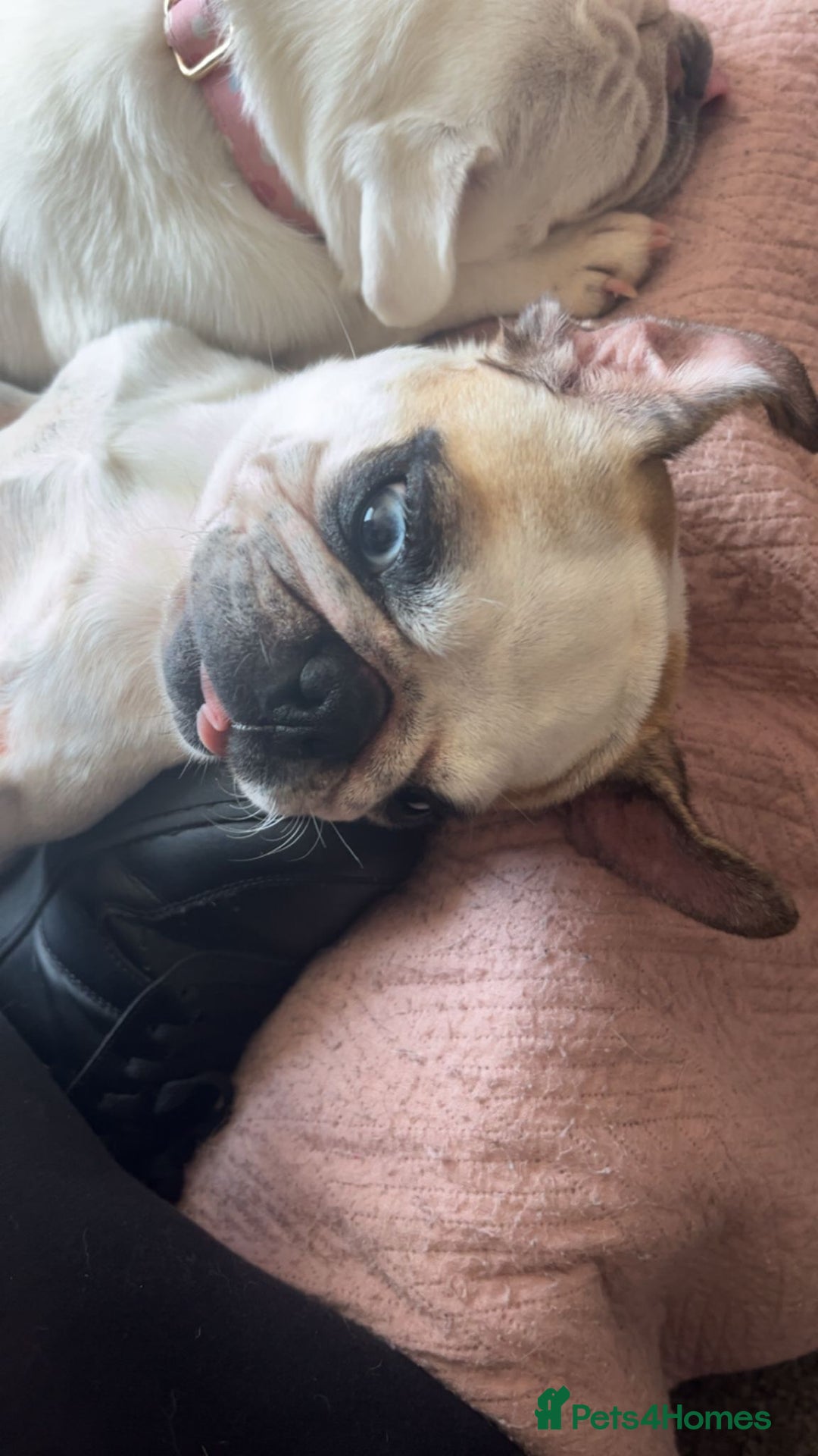 Pug dogs for sale: Beautiful panda pug  - Image 2