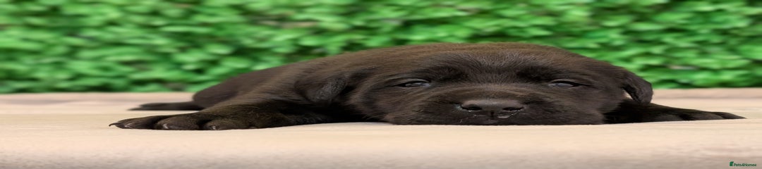 Labrador Retriever Puppy 6