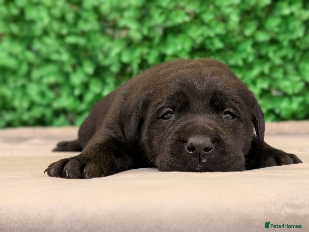 Labrador Retriever dogs for sale: CHUNKY BLACK AND CHOCOLATE PEDIGREE LABS - Image 16
