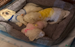 Maltese dogs for sale: Maltese Bichon Puppies Ready to Melt Your Heart! - Image 4