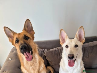 Mixed Breed dogs - Advert 1