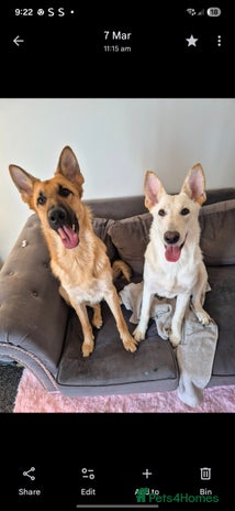 Mixed Breed dogs - Advert 1