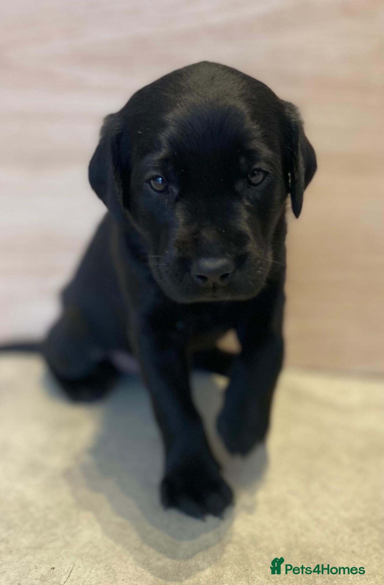 Labrador Retriever dogs KC Reg Fox Red and Black Labrador Puppies - Advert 2