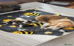 Beagle dogs for sale: Beautiful Beagle Puppies - Image 10