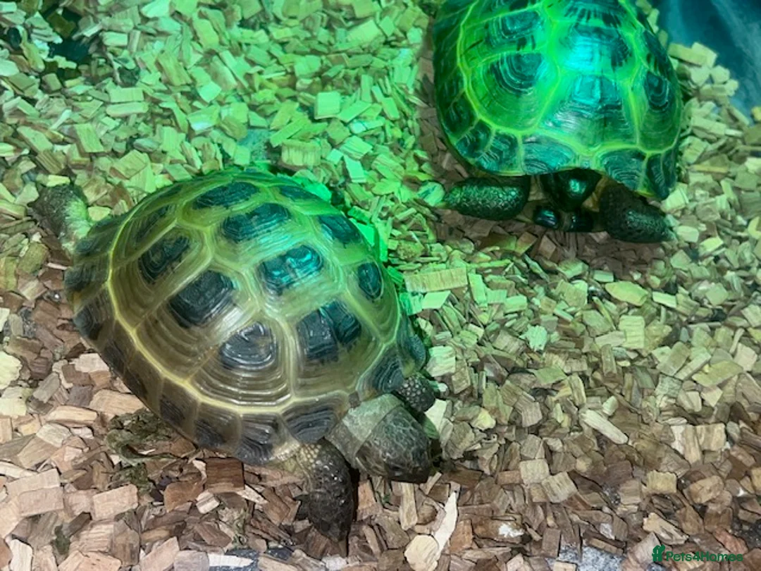 Tortoise reptiles for sale: Two Horsefield Tortoise with enclosure & heat lamp - Advert 12