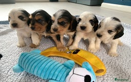 Cocker Spaniel dogs for sale: Health tested KC reg show type cocker spaniels  in Abergele - Image 5
