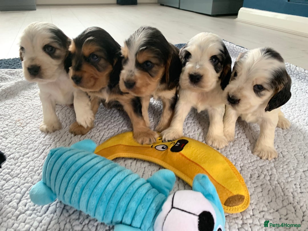 Cocker Spaniel dogs for sale: Health tested KC reg show type cocker spaniels  in Abergele - Image 5