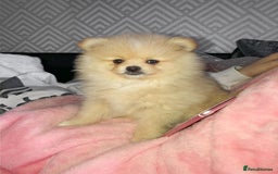 Pomeranian dogs for sale: Thick bear coat Pomeranian male - Image 5