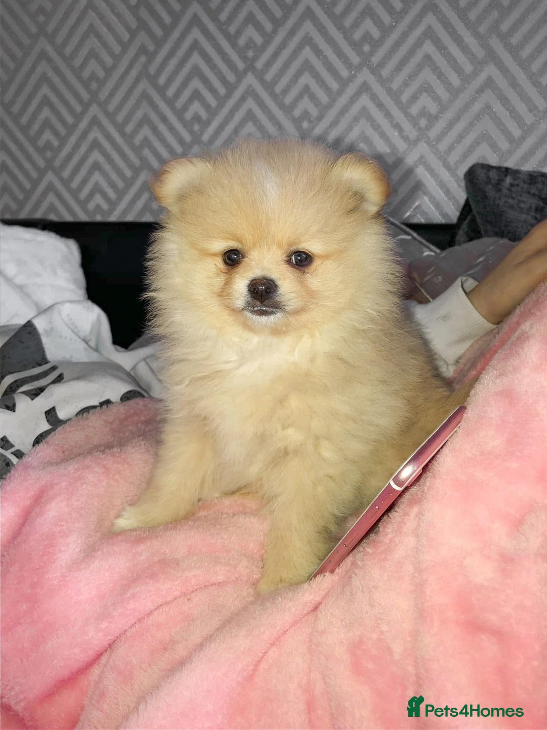 Pomeranian dogs for sale: Thick bear coat Pomeranian male - Image 5