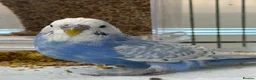 Budgerigars birds for sale: Male Budgie - please read description  in Chipping Norton - Advert 2