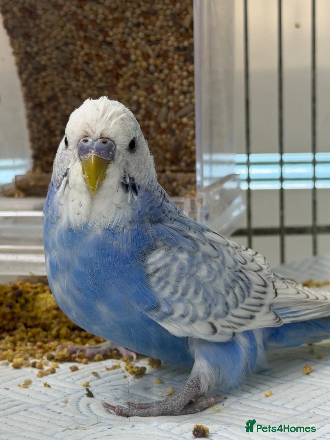 Budgerigars birds for sale: Male Budgie - please read description  in Chipping Norton - Advert 2