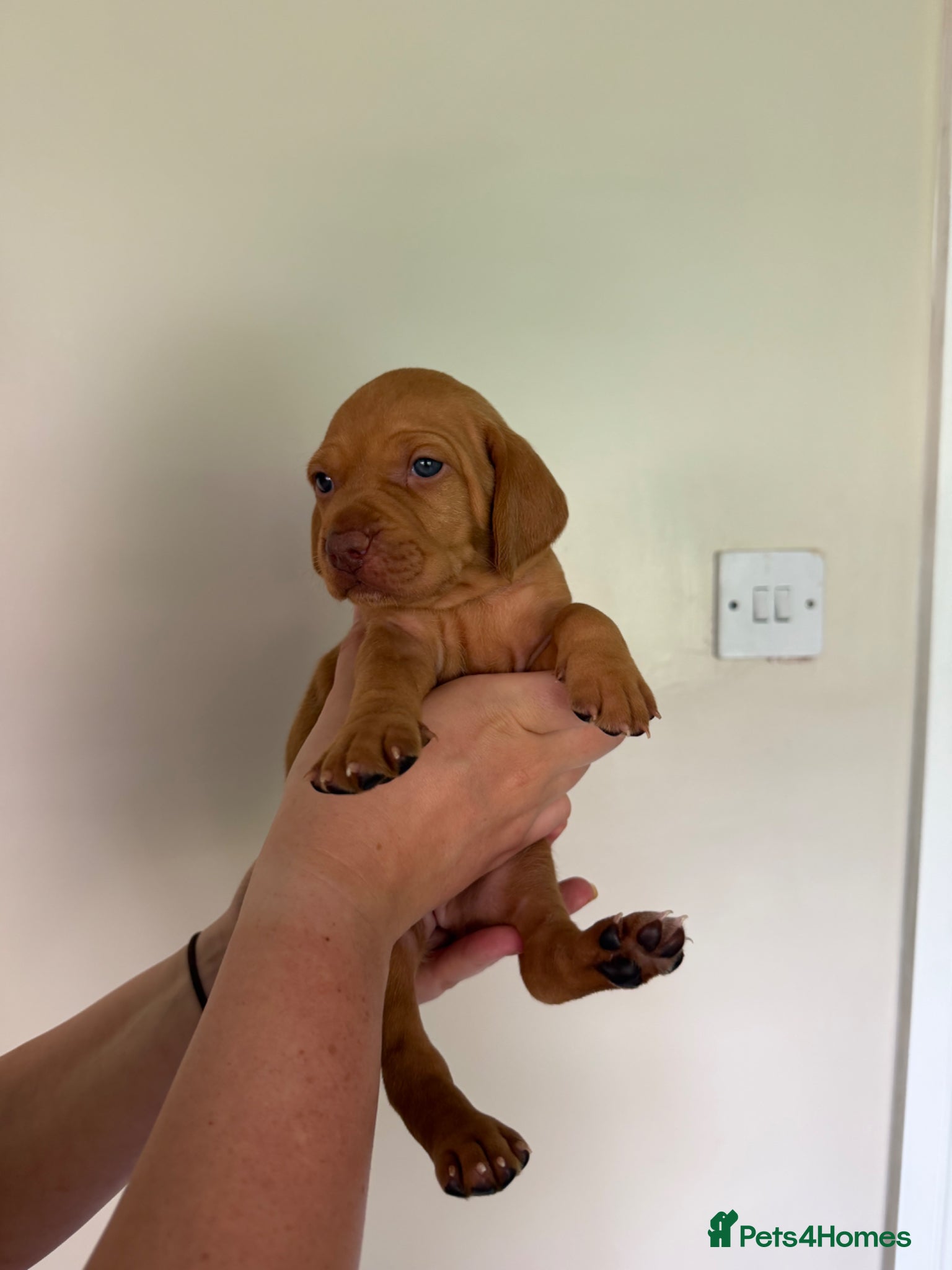 Hungarian Vizsla dogs KC Registered Hungarian Viszla litter  - Advert 15