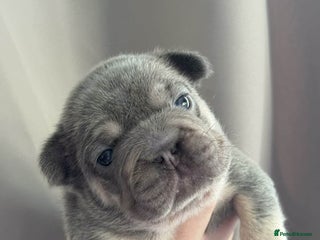 French Bulldog dogs 5 AMAZING QUAILITY FRENCE BULLDOG PUPS - Advert 1