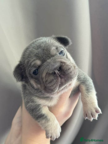 French Bulldog dogs 5 AMAZING QUAILITY FRENCE BULLDOG PUPS - Advert 1