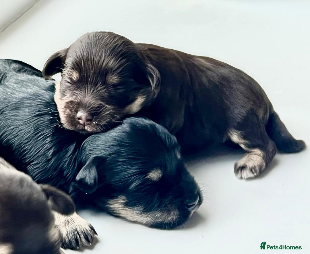 Miniature Schnauzer dogs for sale: Gorgeous KC Reg Health Tested, Mini Schnauzer Pups - Advert 7