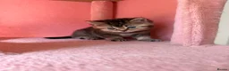 British Shorthair cats for sale: Looking for a new home!!! ready to collect  - Advert 13