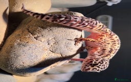 Leopard Gecko reptiles for sale: Leopard Gecko and Vivarium. - Image 4